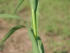 Eastern gamagrass: Stem