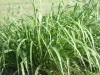 Eastern gamagrass: Leaf