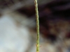 Eastern gamagrass: Flower