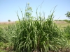 Eastern gamagrass: Whole Plant