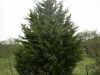 Eastern red cedar: Whole Plant