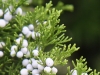 Eastern red cedar: Leaf