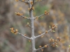 Elbowbush: Stem