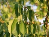 Elm: Stem