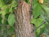 Elm: Stem