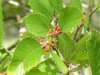 Elm: Flower