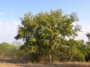 Elm: Whole Plant