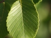 Elm: Leaf