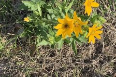 Englelmann Daisy Whole Plant
