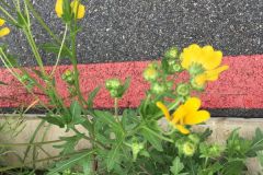 Englelmann Daisy Whole Plant