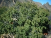 Evergreen sumac: Whole Plant