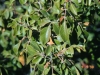 Evergreen sumac: Leaf