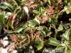 Evergreen sumac: Leaf