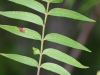 Flameleaf sumac: Leaf