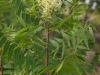 Flameleaf sumac: Flower