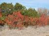 Flameleaf sumac: Fall population