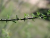 Fragrant mimosa: Stem