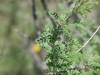 Fragrant mimosa: Leaf