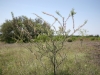 Fragrant mimosa: Whole Plant