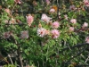 Fragrant mimosa: Flower