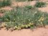 Garboncillo, Wooton locoweed, Rattleweed: Whole Plant