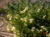 Garboncillo, Wooton locoweed, Rattleweed: Fruit