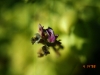 Garboncillo, Wooton locoweed, Rattleweed: Flower