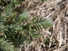 Garboncillo, Wooton locoweed, Rattleweed: Leaf