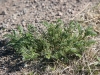 Garboncillo, Wooton locoweed, Rattleweed: Whole Plant