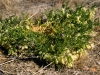 Garboncillo, Wooton locoweed, Rattleweed: Whole Plant