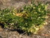 Garboncillo, Wooton locoweed, Rattleweed: Whole Plant