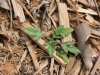 Giant ragweed: Seedling