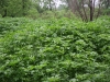 Giant ragweed: Population