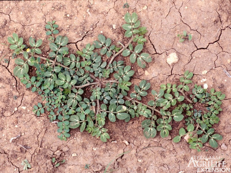 Plants of Texas Rangelands » Goathead, Puncturevine