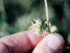 Goathead, Puncturevine: Fruit