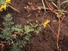 Golden corydalis: Leaf