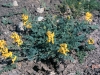 Golden corydalis: Whole Plant