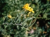 Golden corydalis: Flower