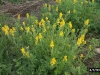 Golden corydalis: Whole Plant