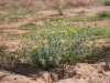 Gray goldaster: Whole Plant