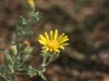 Gray goldaster: Flower