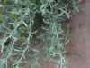 Gray goldaster: Leaf