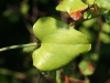 Greenbriar, Saw greenbriar: Leaf