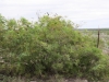 Guajillo: Whole Plant