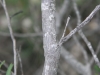 Guajillo: Stem