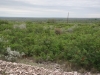 Guajillo: Population