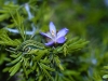 Guayacan, Soapbush: Leaf