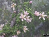 Guayacan, Soapbush: Flower