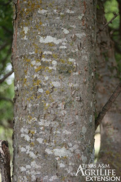 This Bark is Rough: Hackberry