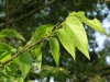 Hackberry: Leaf